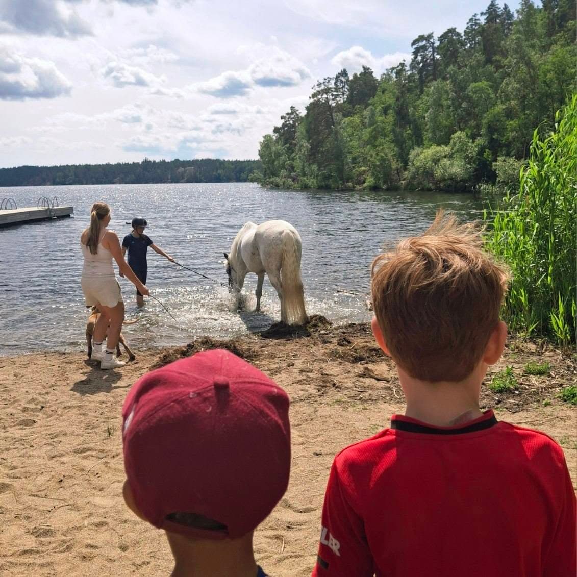 Två barn på sandstranden tittar på en vit häst som leds ut i sjön.