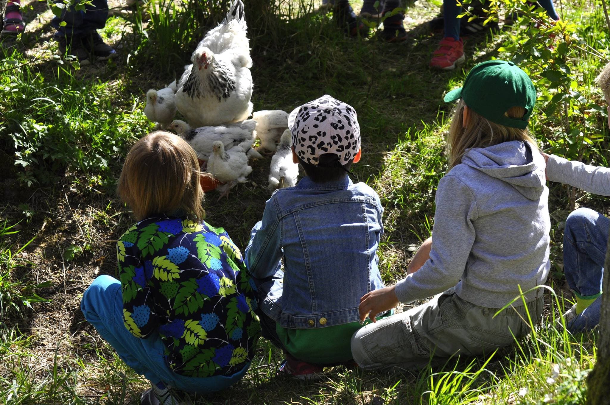 Förskolebarn tittar på höns och små kycklingar under ett bondgårdsbesök.