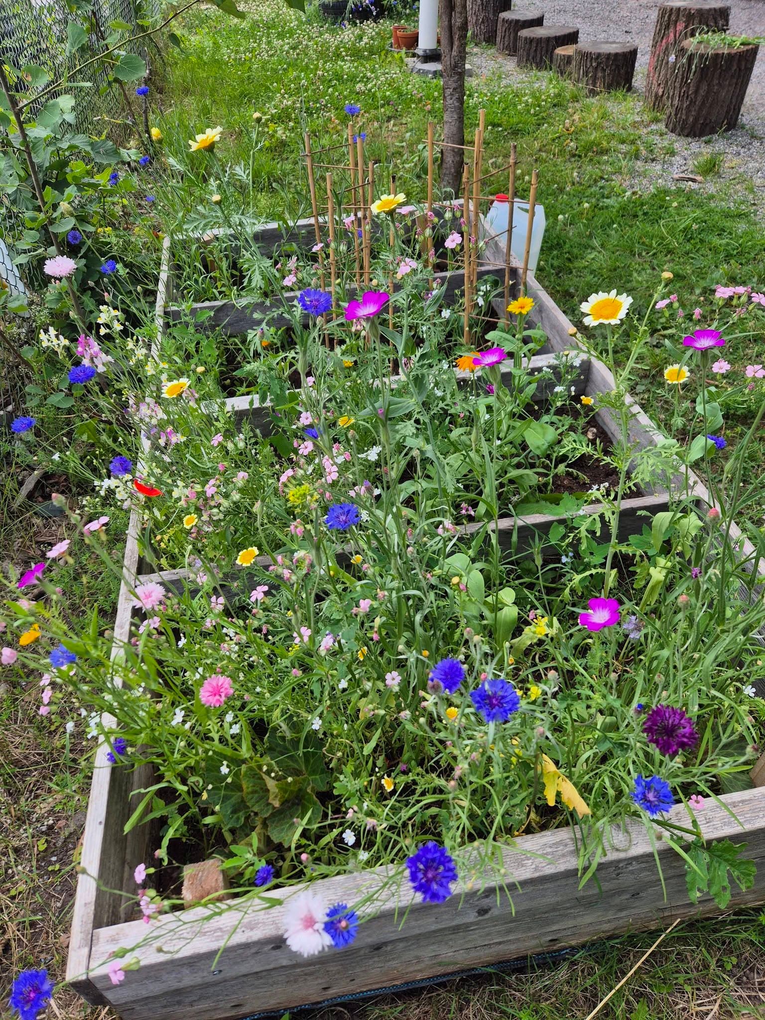 Odlingslåda full av blommande blåklint, prästkragar och andra ängsblommor.