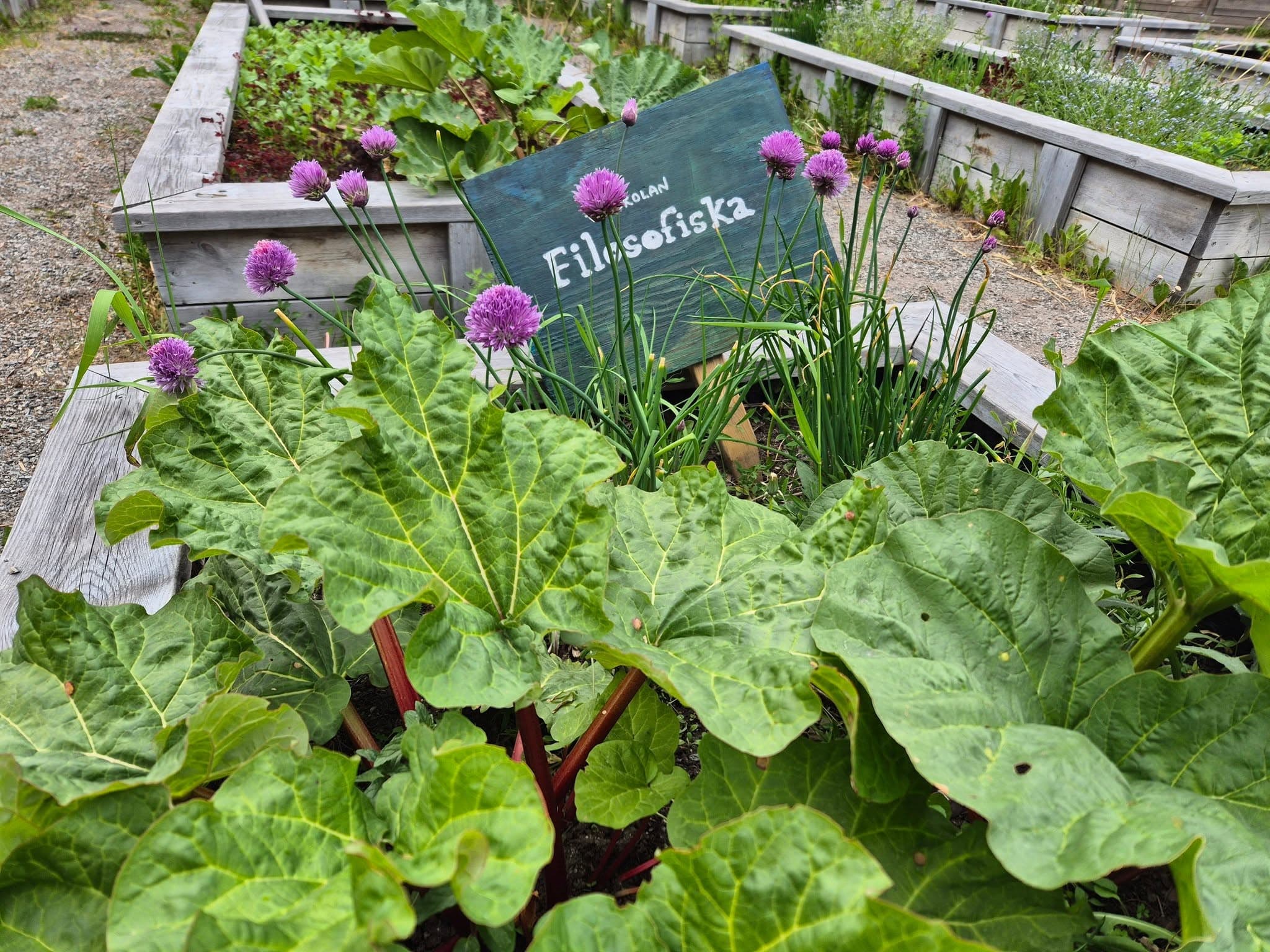 Odlingslådor med rabarber och blommande gräslök framför en skylt med Filosofiska skolan.